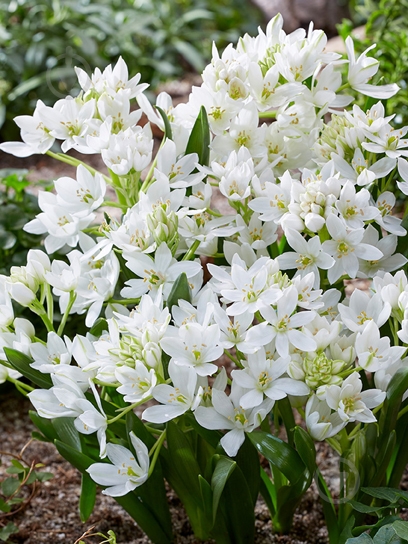 Луковица птицемлечника Уайт Трофи 3 шт. TUBERBULB Export B.V. - фото 1 Луковица птицемлечника Уайт Трофи 3 шт. TUBERBULB Export B.V. - фото 1