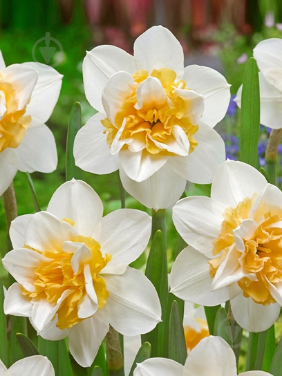 Луковица нарцисса Свит Дизаэ 2 шт. TUBERBULB Export B.V. - фото 1 Луковица нарцисса Свит Дизаэ 2 шт. TUBERBULB Export B.V. - фото 1