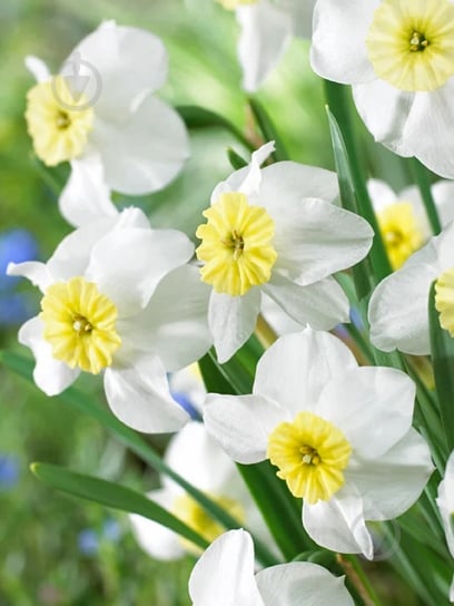 Луковица нарцисс Сеговия 3 шт. TUBERBULB Export B.V. - фото 1 Луковица нарцисс Сеговия 3 шт. TUBERBULB Export B.V. - фото 1