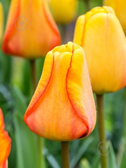 Луковица тюльпана Дарвина Блашинг Апельдорн 3 шт. TUBERBULB Export B.V. - фото 1 Луковица тюльпана Дарвина Блашинг Апельдорн 3 шт. TUBERBULB Export B.V. - фото 1