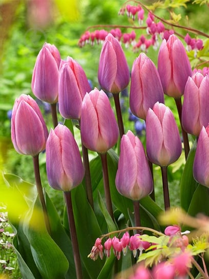 Луковица тюльпана Дарвина Лайт энд Дрими 3 шт. TUBERBULB Export B.V. - фото 1 Луковица тюльпана Дарвина Лайт энд Дрими 3 шт. TUBERBULB Export B.V. - фото 1