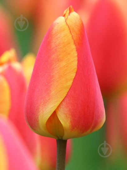 Луковица тюльпана Дарвина Оксфордс Элит 3 шт. TUBERBULB Export B.V. - фото 1 Луковица тюльпана Дарвина Оксфордс Элит 3 шт. TUBERBULB Export B.V. - фото 1