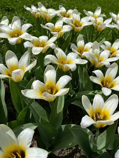 Цибулина тюльпана Фостера Концерто 3 шт. TUBERBULB Export B.V. - фото 1 Цибулина тюльпана Фостера Концерто 3 шт. TUBERBULB Export B.V. - фото 1