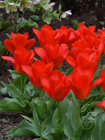 Луковица тюльпана Фостера Принцепс 3 шт. TUBERBULB Export B.V. - фото 1 Луковица тюльпана Фостера Принцепс 3 шт. TUBERBULB Export B.V. - фото 1