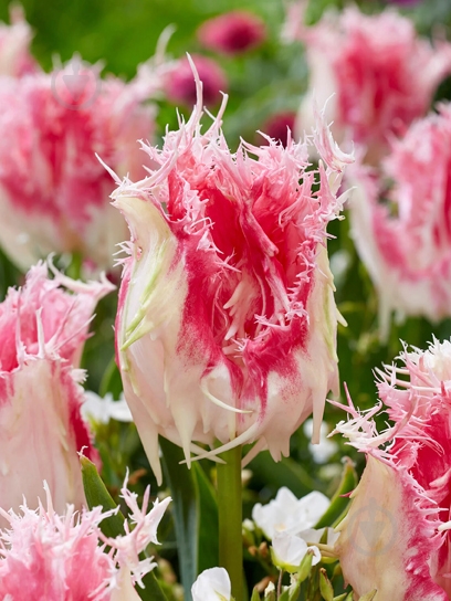 Луковица тюльпана бахромчатого Дракенстейн 3 шт. TUBERBULB Export B.V. - фото 1 Луковица тюльпана бахромчатого Дракенстейн 3 шт. TUBERBULB Export B.V. - фото 1