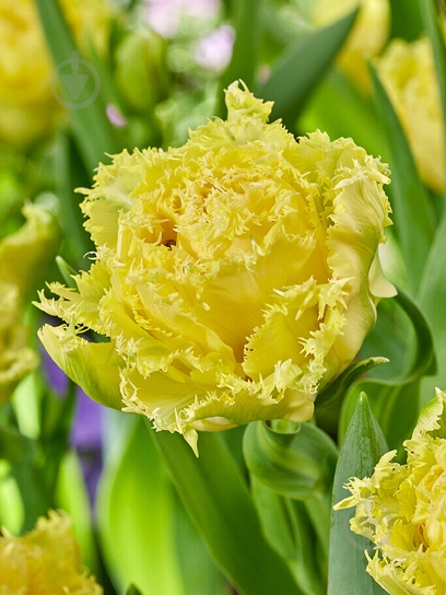 Луковица тюльпана бахромчатого Лемон Шут 3 шт. TUBERBULB Export B.V. - фото 1