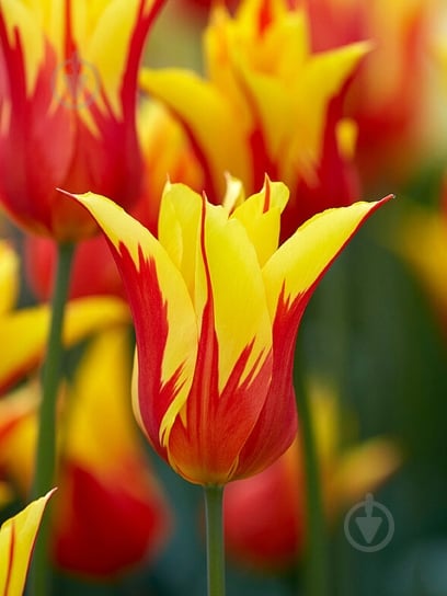 Луковица тюльпана лилиецветного Фаер Вингс 3 шт. TUBERBULB Export B.V. - фото 1 Луковица тюльпана лилиецветного Фаер Вингс 3 шт. TUBERBULB Export B.V. - фото 1