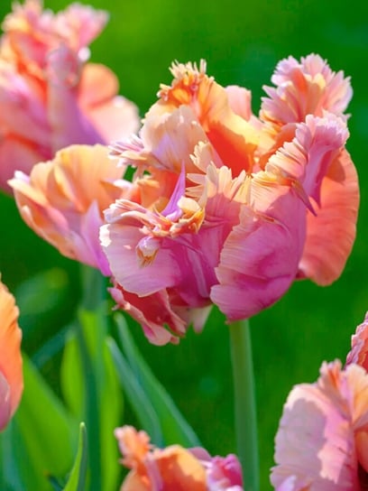 Луковица тюльпана попугайного Эмейзинг Паррот 3 шт. TUBERBULB Export B.V. - фото 1 Луковица тюльпана попугайного Эмейзинг Паррот 3 шт. TUBERBULB Export B.V. - фото 1