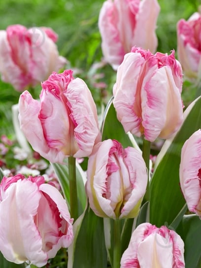 Луковица тюльпана попугайного Пинквижн 3 шт. TUBERBULB Export B.V. - фото 1