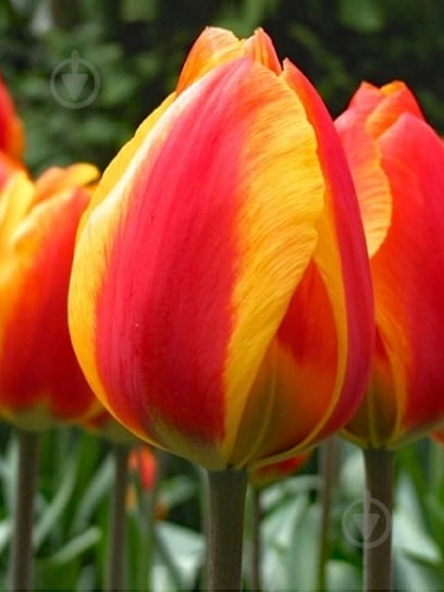 Луковица тюльпана простого раннего Флэе 3 шт. TUBERBULB Export B.V. - фото 1