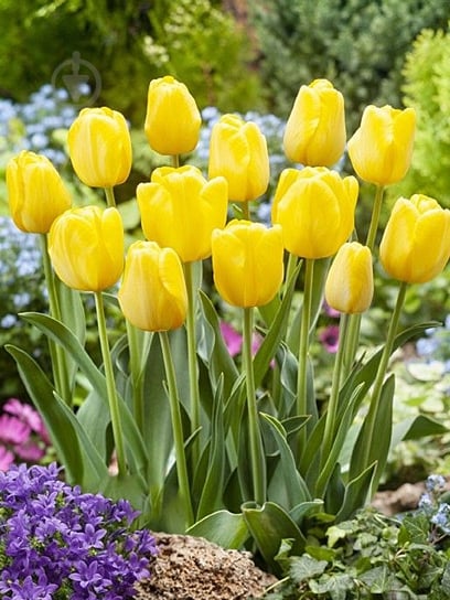 Луковица тюльпана простого позднего Елоу Ангел 3 шт. TUBERBULB Export B.V. - фото 1 Луковица тюльпана простого позднего Елоу Ангел 3 шт. TUBERBULB Export B.V. - фото 1