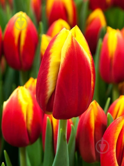 Луковица тюльпана триумф Доу Джонс 3 шт. TUBERBULB Export B.V. - фото 1