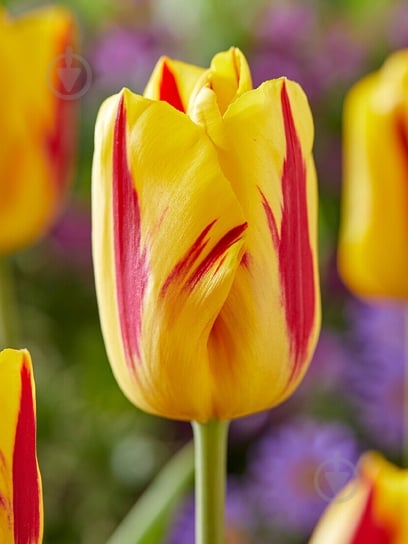 Луковица тюльпана триумф Вашингтон 3 шт. TUBERBULB Export B.V. - фото 1