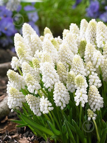 Цибулина мускарі Уайт Меджік 5 шт. TUBERBULB Export B.V. - фото 1 Цибулина мускарі Уайт Меджік 5 шт. TUBERBULB Export B.V. - фото 1
