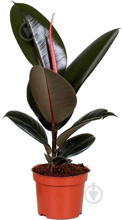 ᐉ Растение Фикус elastica Абиджан 12/35 • Купить в Киеве, Украине ...