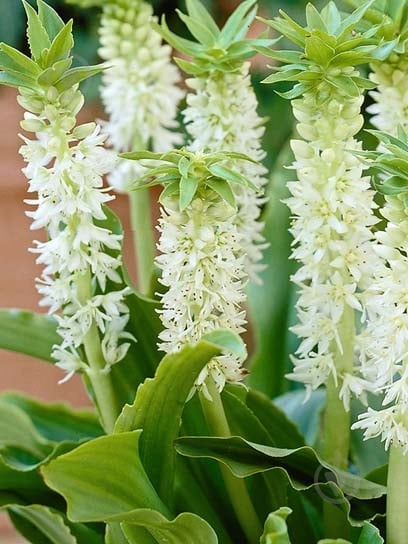 Луковица эукомиса осеннего 1 шт. - фото 1