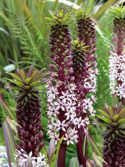 Луковица эукомиса Комоса 1 шт. - фото 1