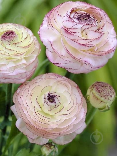 Коренебульба жовтця Пікоті рожевого 5 шт. - фото 1 Коренебульба жовтця Пікоті рожевого 5 шт. - фото 1