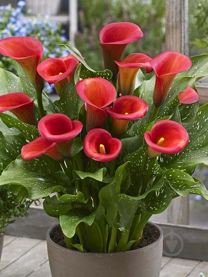 Клубень каллы Кептейн Мурано 1 шт. - фото 1 Клубень каллы Кептейн Мурано 1 шт. - фото 1