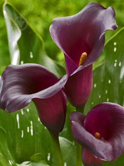 Клубень каллы Лас Вегас 1 шт. - фото 1 Клубень каллы Лас Вегас 1 шт. - фото 1