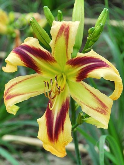 Кореневище лілійника Фрі Вілін 1 шт. - фото 1