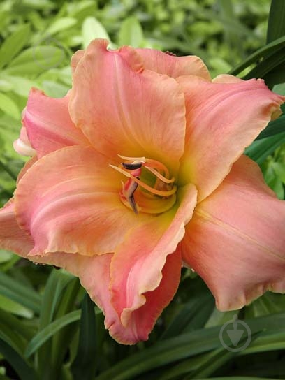 Кореневище лілійника Сінк Пінк 1 шт. - фото 1