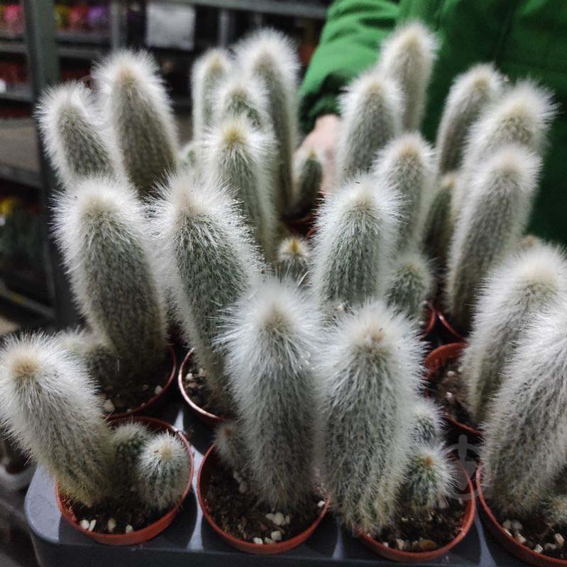 Рослина Кактус 5х8 Cleistocactus Strausii - фото 1