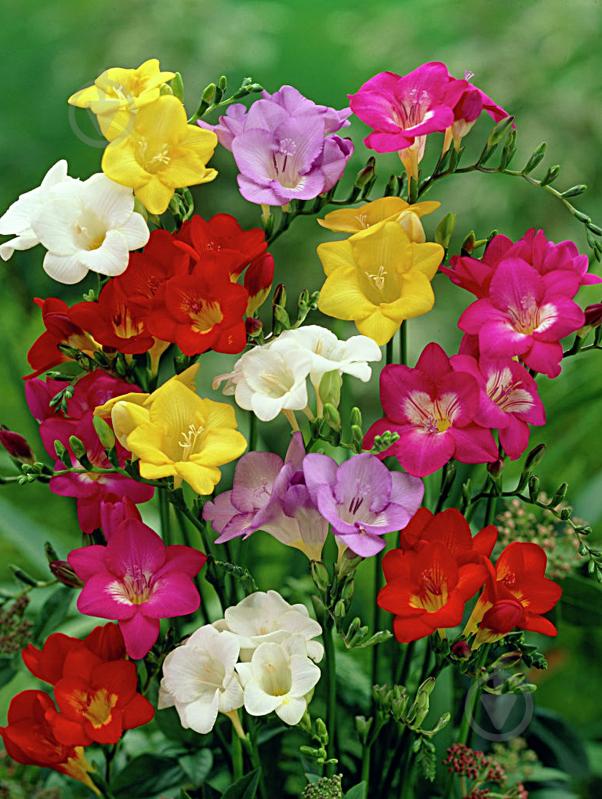 Клубнелуковица фрезии простой смесь 1 шт. - фото 1