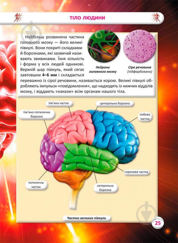 Книга Аліна Котка «Усе про тіло людини. 1000 цікавих фактів» 978-966-936-836-2 - фото 10
