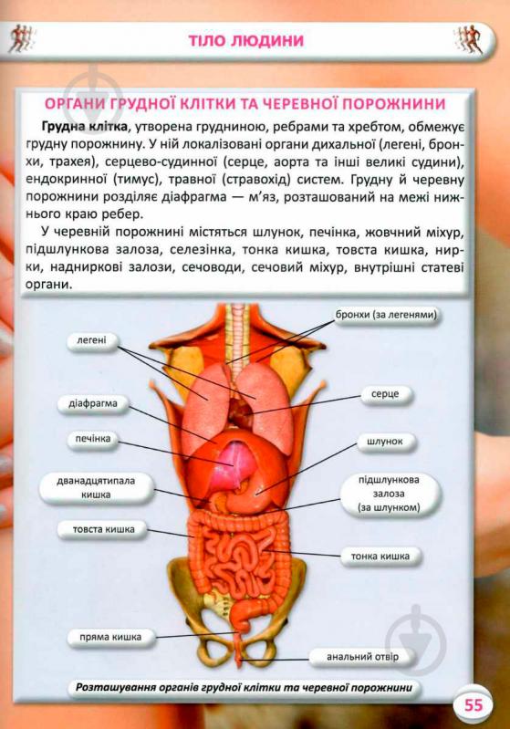 Книга Аліна Котка «Усе про тіло людини. 1000 цікавих фактів» 978-966-936-836-2 - фото 11