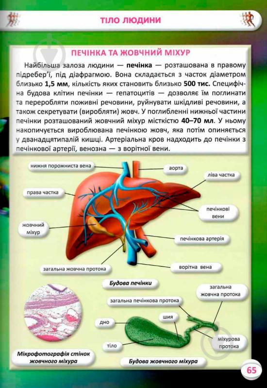 Книга Аліна Котка «Усе про тіло людини. 1000 цікавих фактів» 978-966-936-836-2 - фото 12