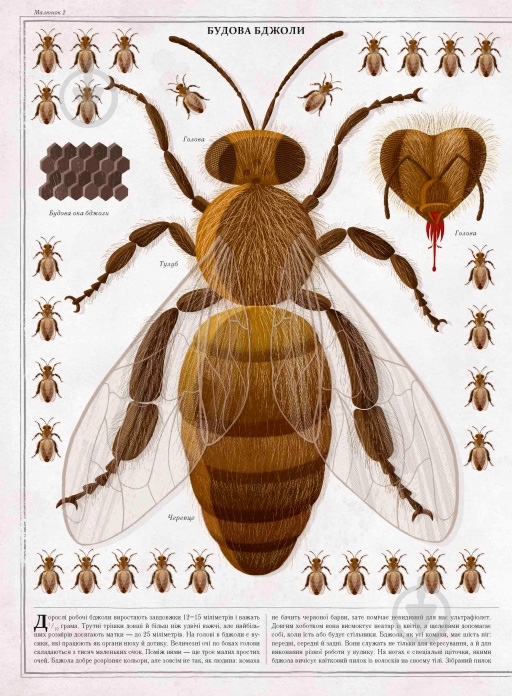 Книга Петр Соха «Бджоли» 978-966-915-239-8 - фото 3