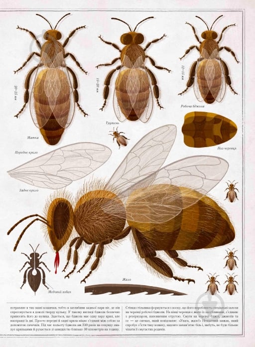 Книга Петр Соха «Бджоли» 978-966-915-239-8 - фото 4