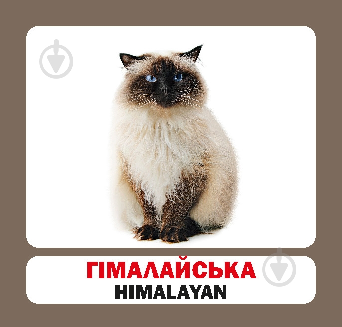 Книга «Навчальний посібник. Коти. англ-укр» - фото 6 Книга «Навчальний посібник. Коти. англ-укр» - фото 6