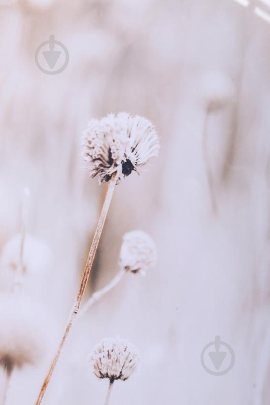 Картина Dry flowers 50x70 см Styler OB-14039 - фото 3