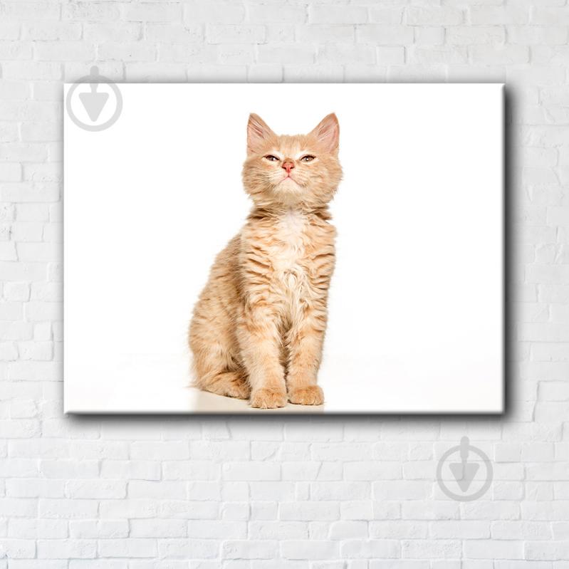 Постер Suspicious cat 50x65 см Brushme - фото 1