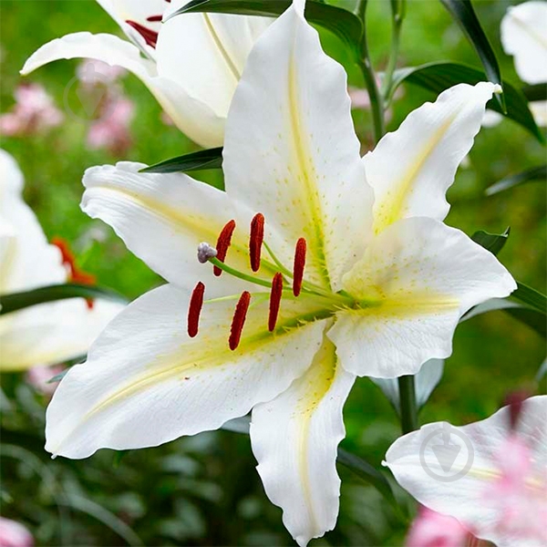 Луковица Яскрава Лилия Baferrari 1 шт. - фото 1