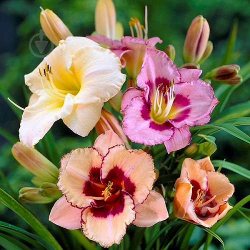 Корневище Яскрава Лилейник Смесь 3 шт. - фото 1 Корневище Яскрава Лилейник Смесь 3 шт. - фото 1