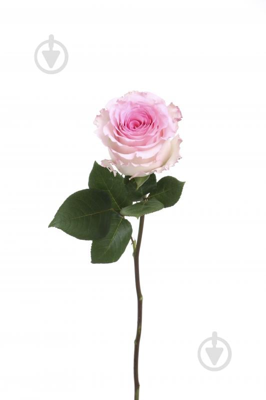 Троянда Frutetto одноголова класична 60 см рожевий - фото 1