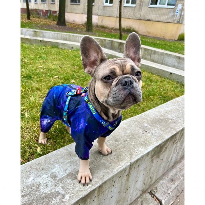 Ветровка Waudog Clothes рисунок NASA21 S32 - фото 9 Ветровка Waudog Clothes рисунок NASA21 S32 - фото 9