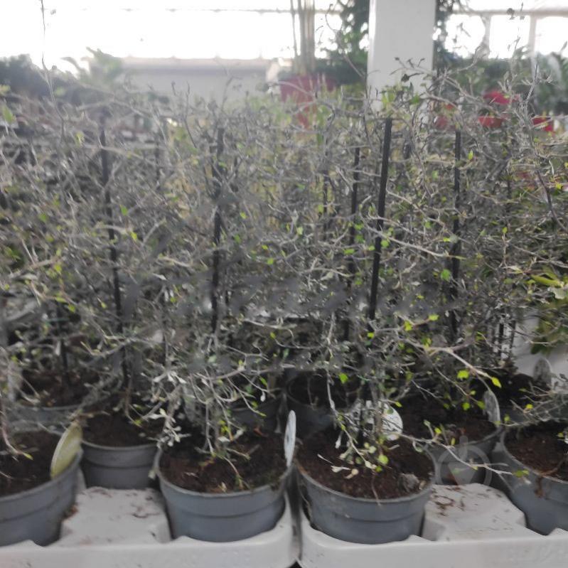 Растение Корокия 12х37 Cotoneaster - фото 1