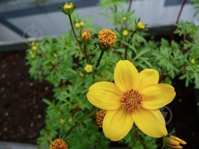 Растение Биденс d12 - фото 1