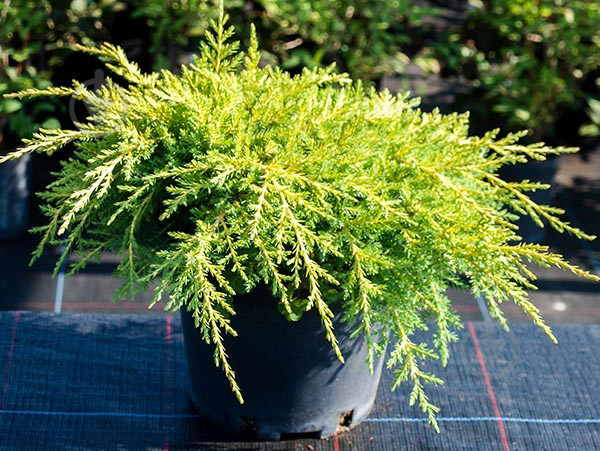 Растение Можжевельник средний / Juniperus pfitzeriana Gold Kissen С7.5 D30-40 - фото 1