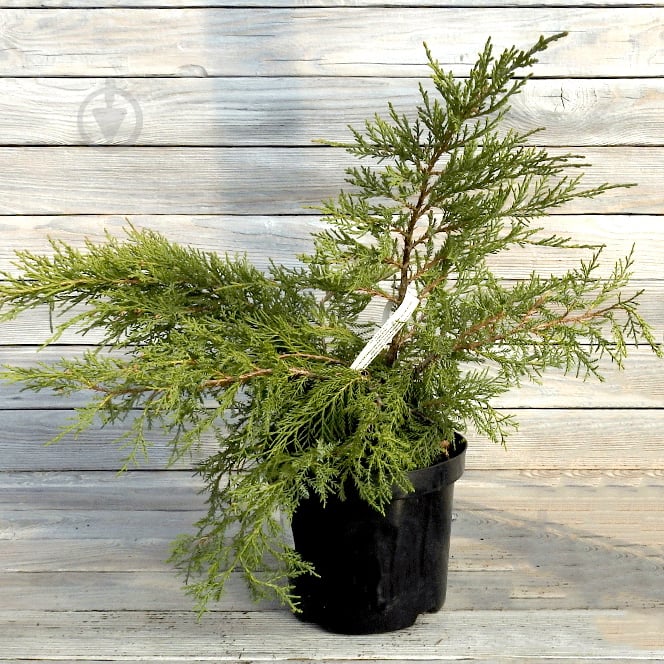 Рослина Ялівець середній / Juniperus pfitzeriana Aurea, С7,5 D 30-40 - фото 1