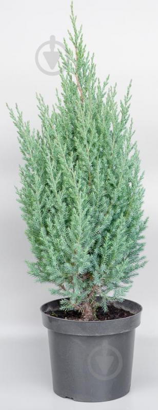 Рослина Ялівець китайський / Juniperus chinensis Stricta С 7.5 H 40-50 - фото 1