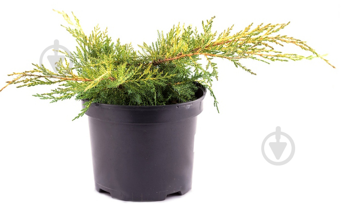 Растение Можжевельник средний / Juniperus pfitzeriana Old Gold С7.5 D 30-40 - фото 1