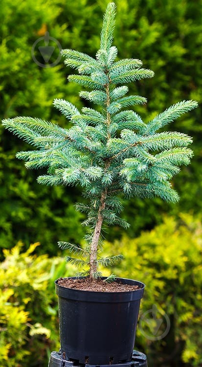 Растение Ель колючая Picea pungens Super Blue (SBS) С2 Н20-30 - фото 1