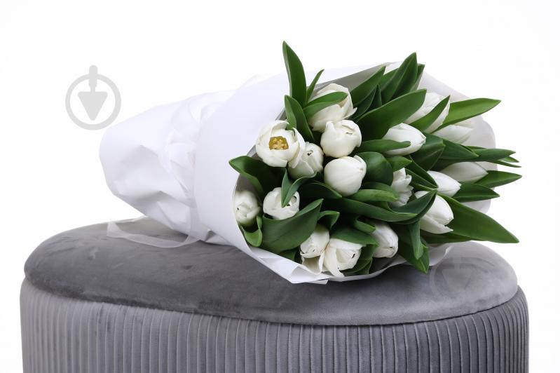 Тюльпан White Marvel одноголова класична білий (Нідерланди) - фото 5 Тюльпан White Marvel одноголова класична білий (Нідерланди) - фото 5
