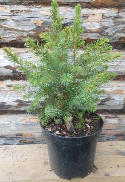 Растение Ель сербская Picea omorica С2 H 30-40 - фото 1