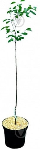 Саженец Персик, Абрикос, Нектарин в ассортименте 1 шт - фото 1 Саженец Персик, Абрикос, Нектарин в ассортименте 1 шт - фото 1